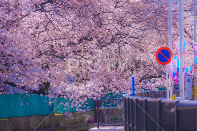 元住吉渋川沿いの桜