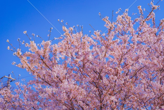 元住吉渋川沿いの桜