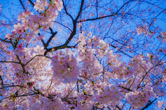 元住吉渋川沿いの桜