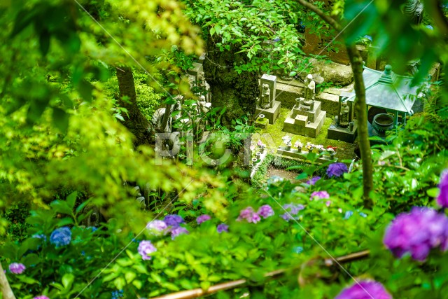 お地蔵さんと紫陽花
