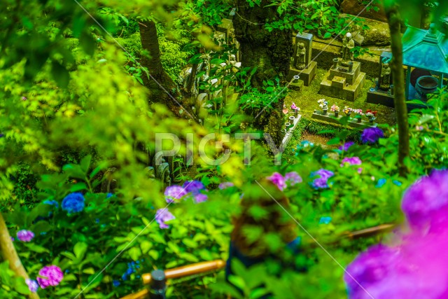 お地蔵さんと紫陽花
