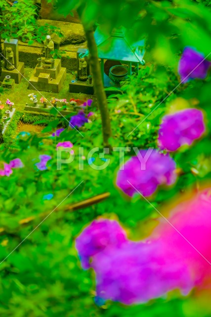 お地蔵さんと紫陽花