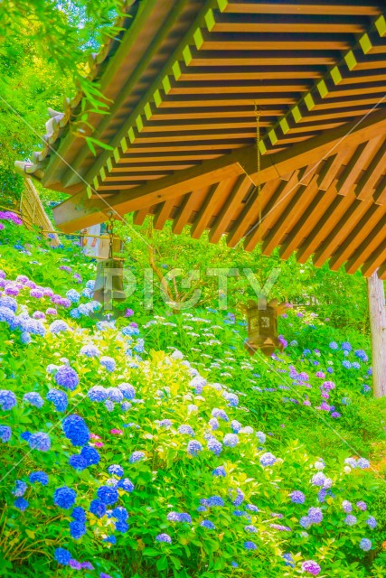 和式ランタンと紫陽花