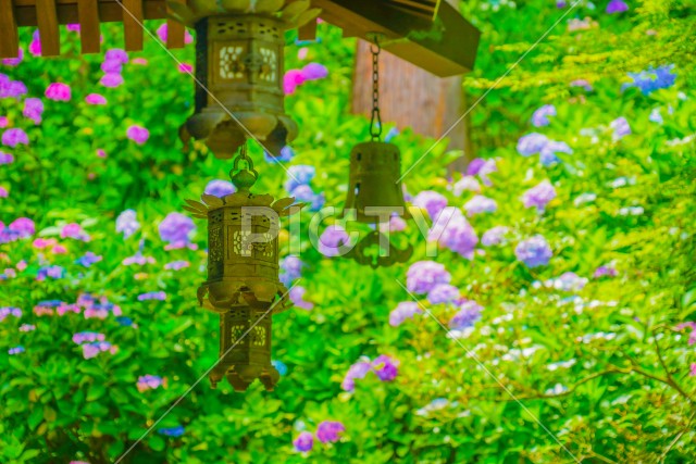 和式ランタンと紫陽花