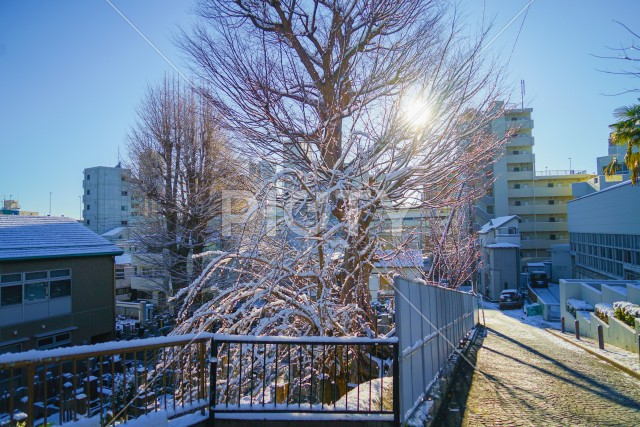 雪に包まれる横浜市神奈川区