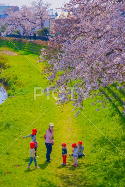 野川の桜と幼稚園児