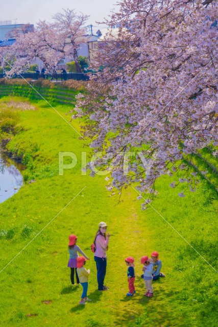 野川の桜と幼稚園児