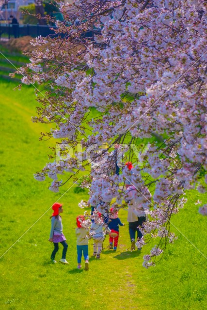 野川の桜と幼稚園児