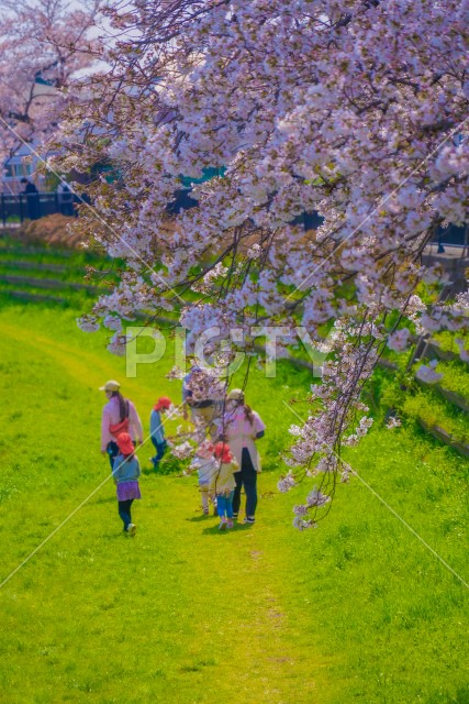 野川の桜と幼稚園児