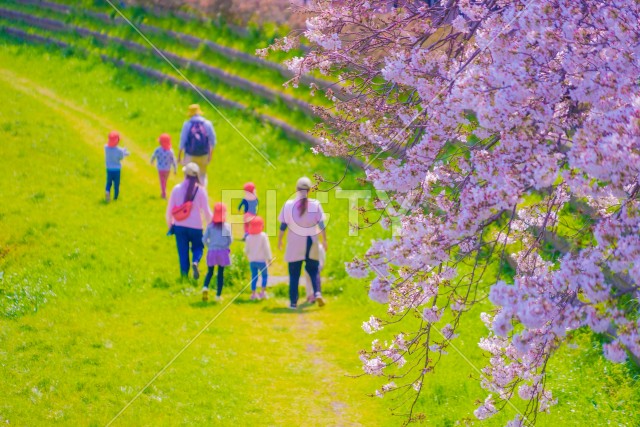 野川の桜と幼稚園児