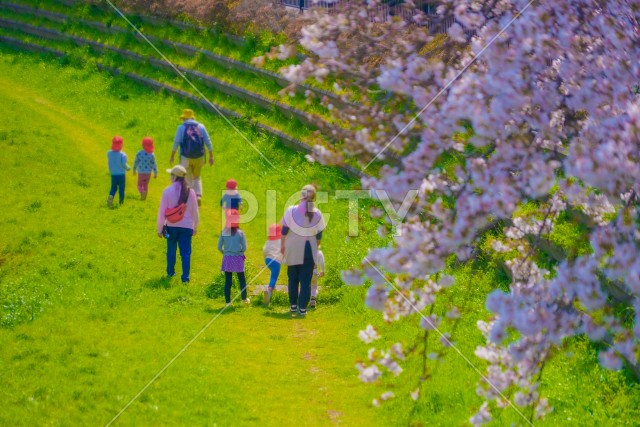 野川の桜と幼稚園児