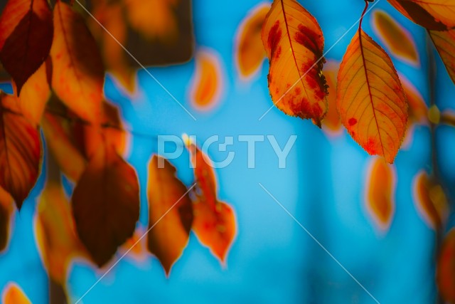 写真のタイトルが入ります