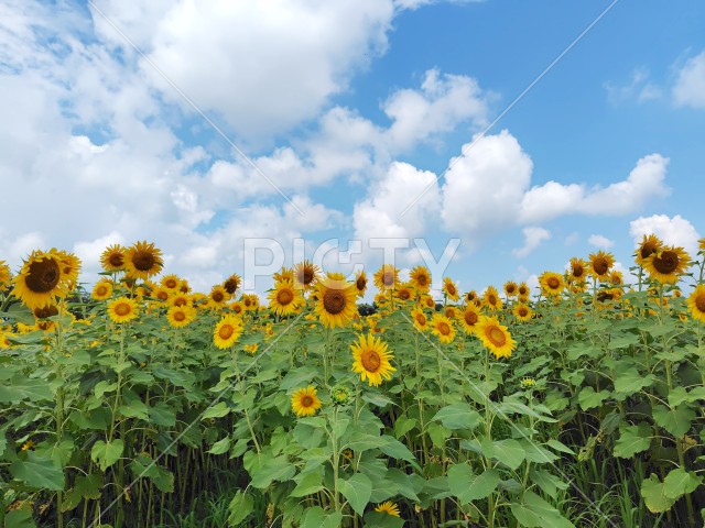 写真のタイトルが入ります