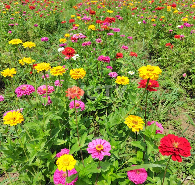 写真のタイトルが入ります
