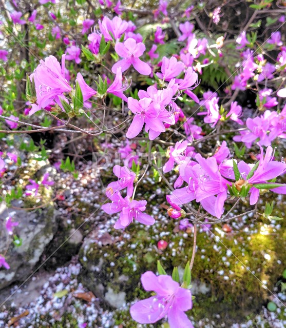 写真のタイトルが入ります