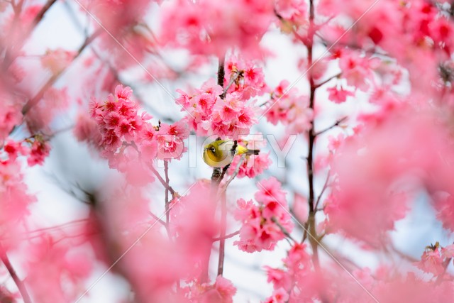 写真のタイトルが入ります