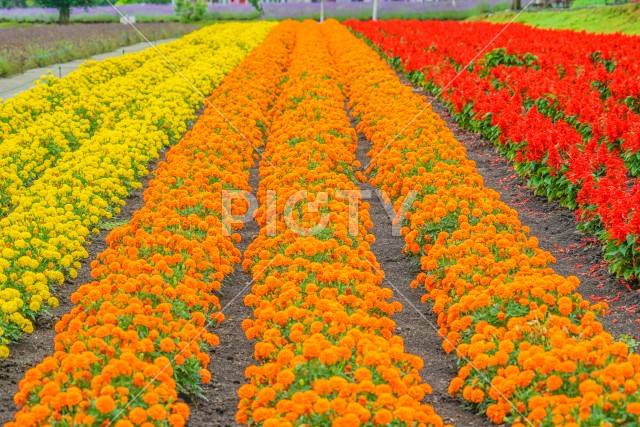 写真のタイトルが入ります