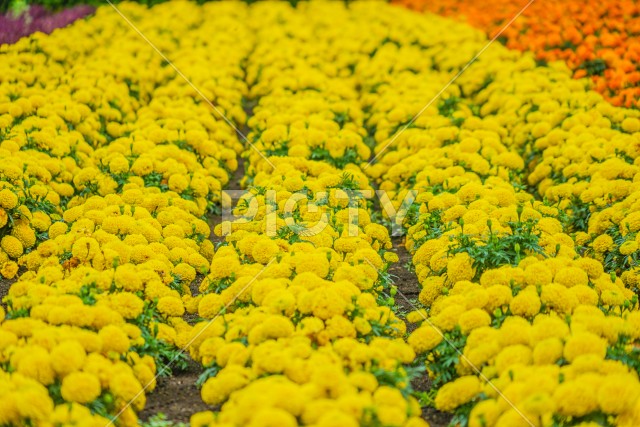 写真のタイトルが入ります