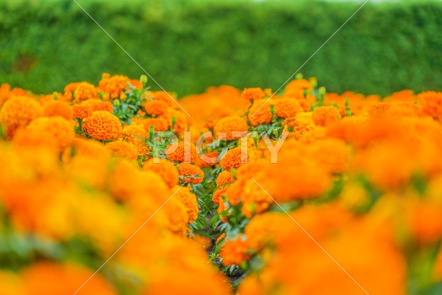 写真のタイトルが入ります