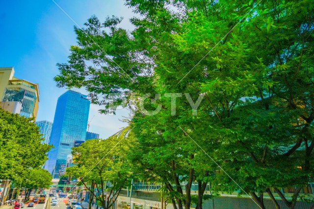 夏の渋谷の街