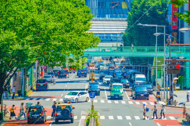 写真のタイトルが入ります
