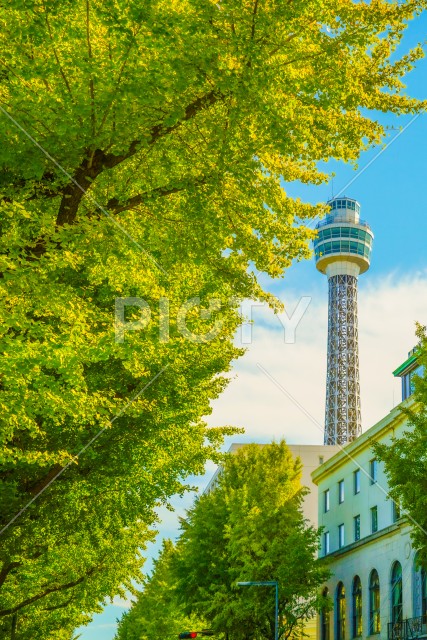 写真のタイトルが入ります