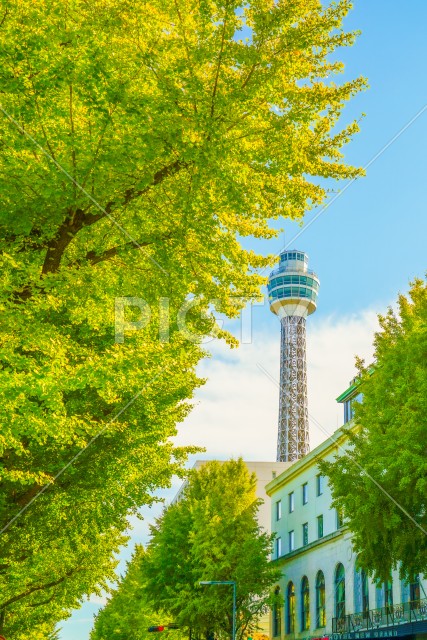 写真のタイトルが入ります