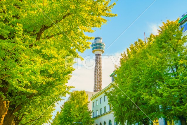 写真のタイトルが入ります