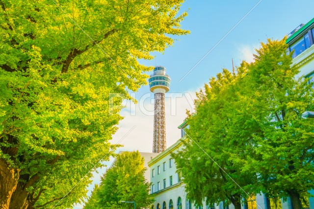 写真のタイトルが入ります