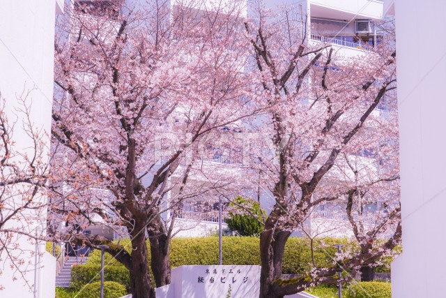 写真のタイトルが入ります