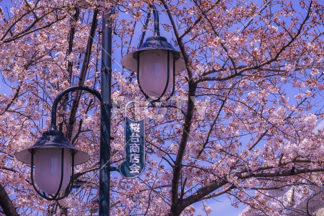 写真のタイトルが入ります