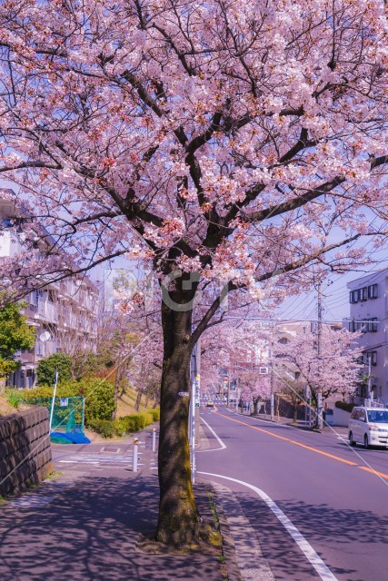 写真のタイトルが入ります