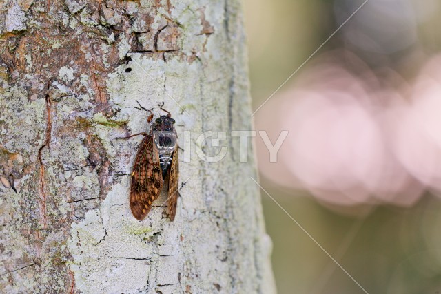 写真のタイトルが入ります