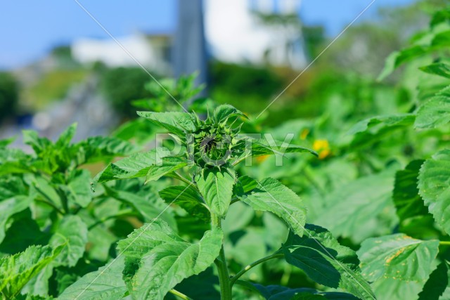 写真のタイトルが入ります