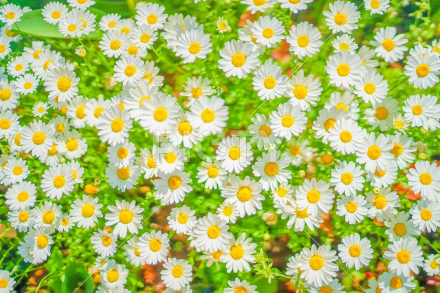 白と黄色の花（カモミール）