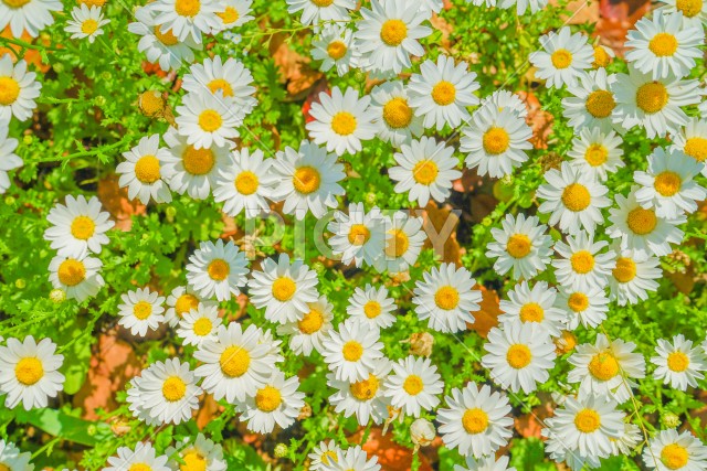 白と黄色の花（カモミール）