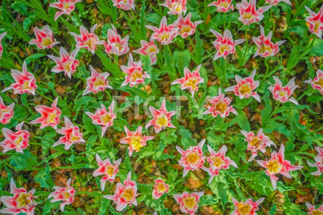 写真のタイトルが入ります