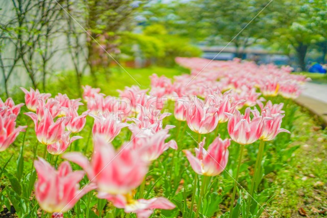 写真のタイトルが入ります