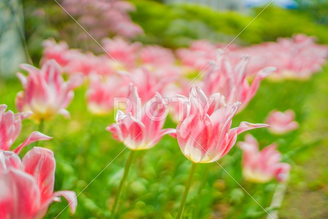 写真のタイトルが入ります