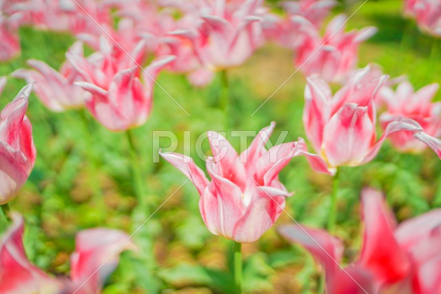 写真のタイトルが入ります