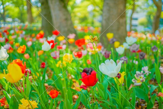 写真のタイトルが入ります