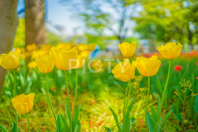 写真のタイトルが入ります