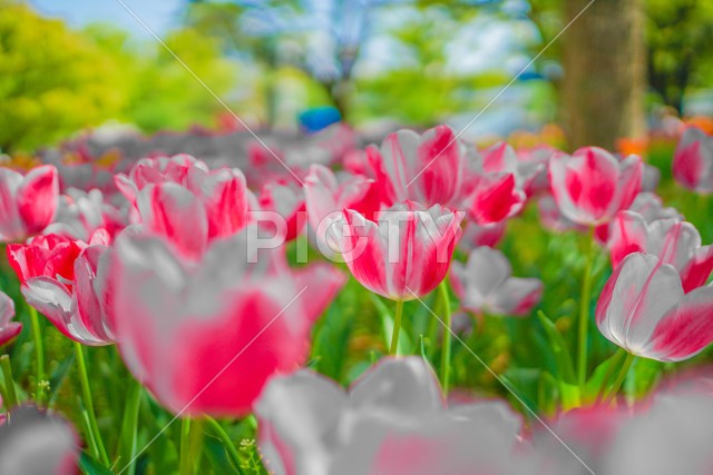 写真のタイトルが入ります