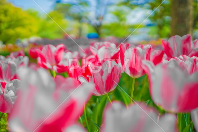 写真のタイトルが入ります