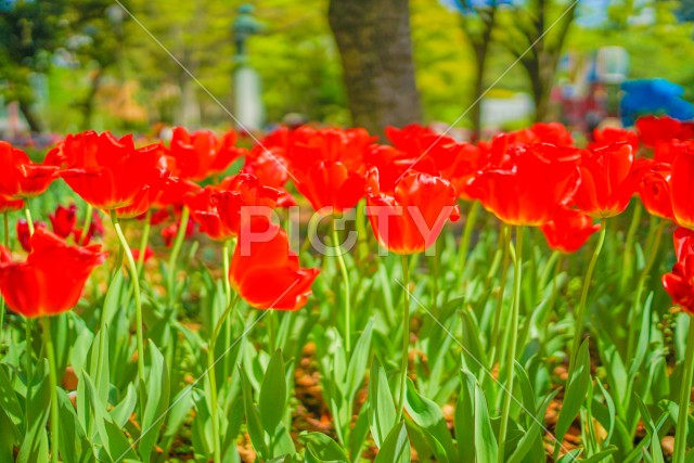 写真のタイトルが入ります