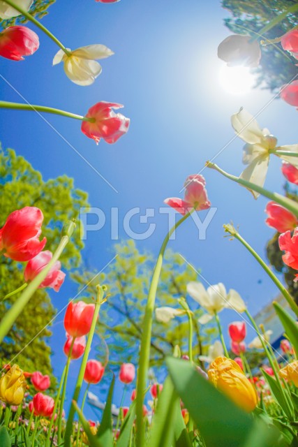 写真のタイトルが入ります