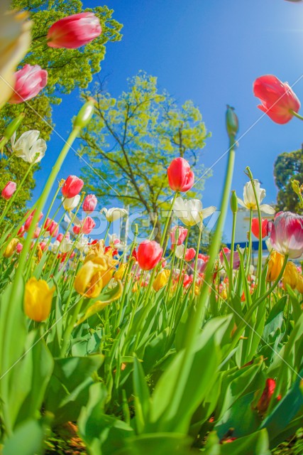 写真のタイトルが入ります