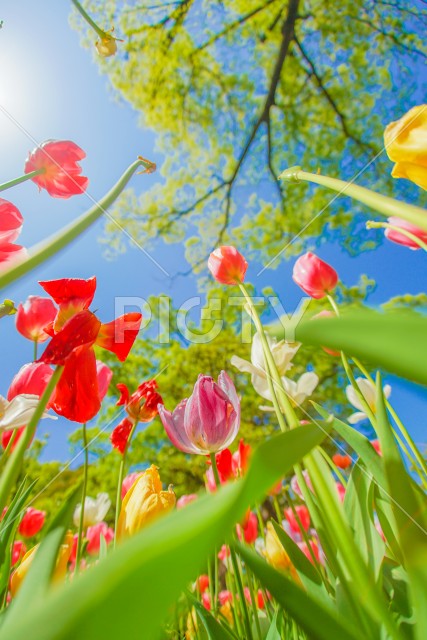 写真のタイトルが入ります