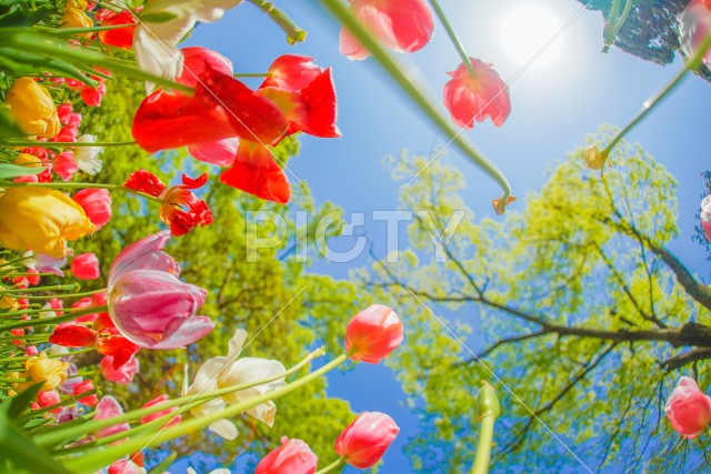 写真のタイトルが入ります