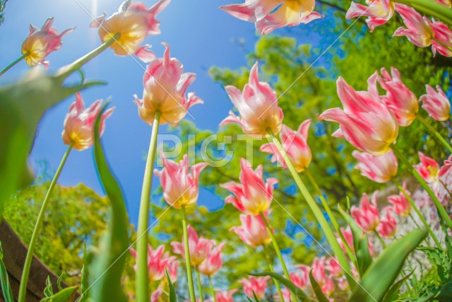 写真のタイトルが入ります